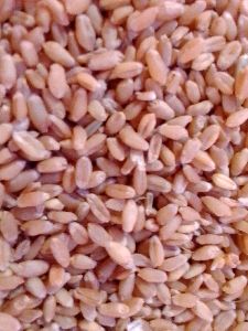 Wheat Grain