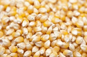 animal feeder maize