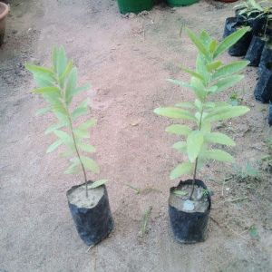 Sandalwood Plants