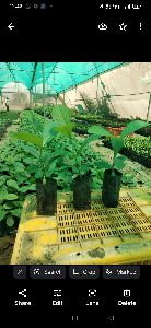 Tissue Culture Teak Plants