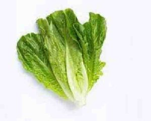 Romaine Lettuce