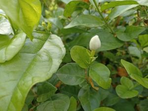 Jasmine (Malli poo) flowers