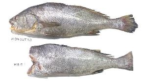 Corvina Fish (Ghol) HGT