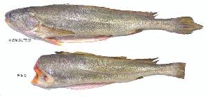 Corvina Fish (Kooth) HGT