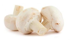 Golden White Mushroom