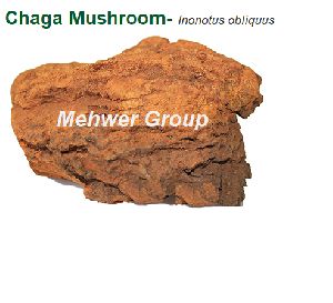 Chaga Mushroom- Inonotus obliquus