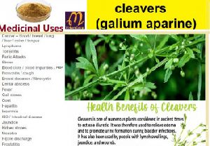 Cleavers(galium Aparine)