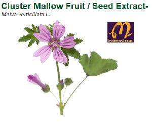Cluster Mallow Fruit