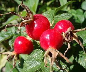 rosehip oil