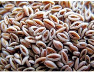 Isabgol Seeds