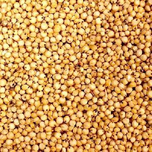 Sorghum