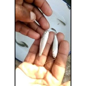 Grey Mullet Fish Seed