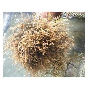 Seaweed Extract