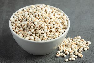 Sorghum Seeds