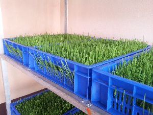Wheat Grass Processing Machinery