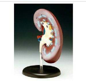 Human Kidney Anatomical Models