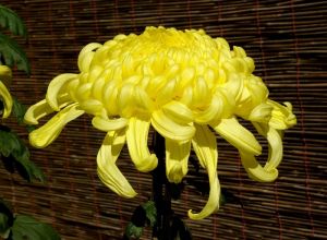 chrysanthemum plant