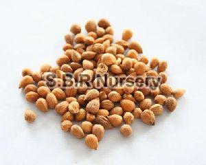Cherry Seeds