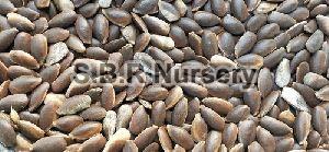 Chikoo Seeds
