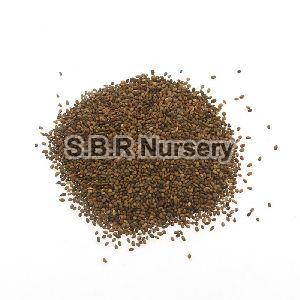 Kiwi Fruit Seeds
