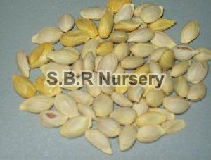 Mosambi Seeds