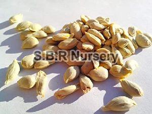 Nimbu Seeds