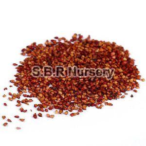 Strawberry Seeds
