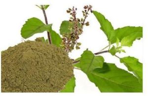 Tulsi Dry Extract