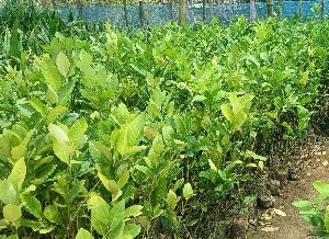 Kaji Lemon Plant