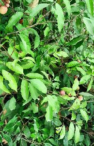 Litchi Plants