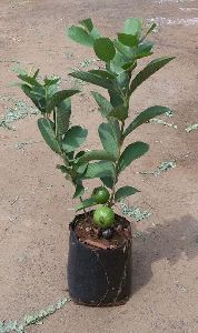 VNR Guava Plant