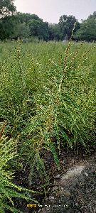 amla plants (chakaiya)