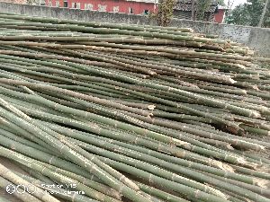24 Feet Bullet Bamboo