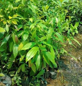 Cinnamon Plant