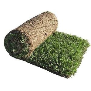 Natural Carpat Grass