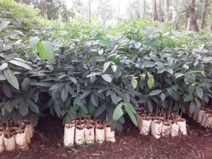 mahogany plants