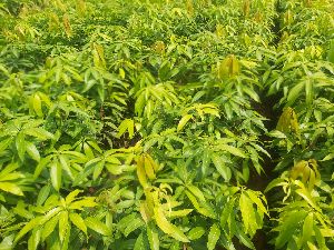 mango tree plants