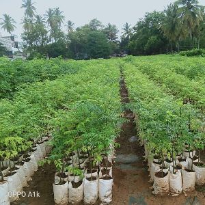 Melia Dubia Plants