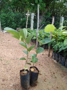 Red Sandalwood Plants