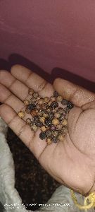 White Sandalwood Seeds