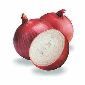 Fresh Big Onion