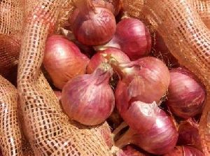 Fresh Natural Onion