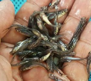 Nona Tangra Fish Seeds
