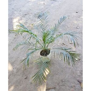 Fonesh Palm Plants