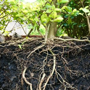 Root Plants