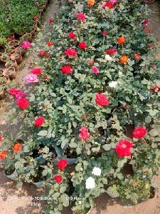 Rose Flower Plants