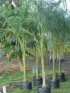 Royal Palm Plants