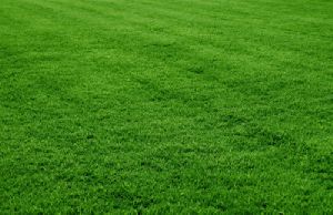 Silaction Lawn Grass