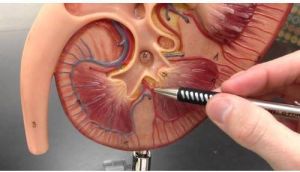 Kidney Anatomical Model