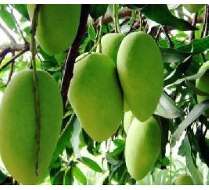 Amrapali Mango Plants